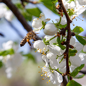 Bee on white flower of cherry tree