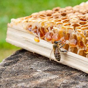 Working bee on the honeycomb
