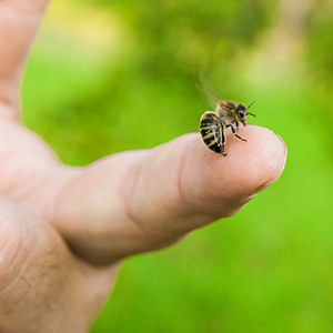 Bee stinging the human finger
